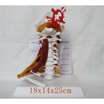 1:1 В реален размер Шийни Прешлени Тяло на Прешлен на гръбначния Стълб Анатомия на Човека Гръбначния Мозък на Шийката на Скетчелон Модел